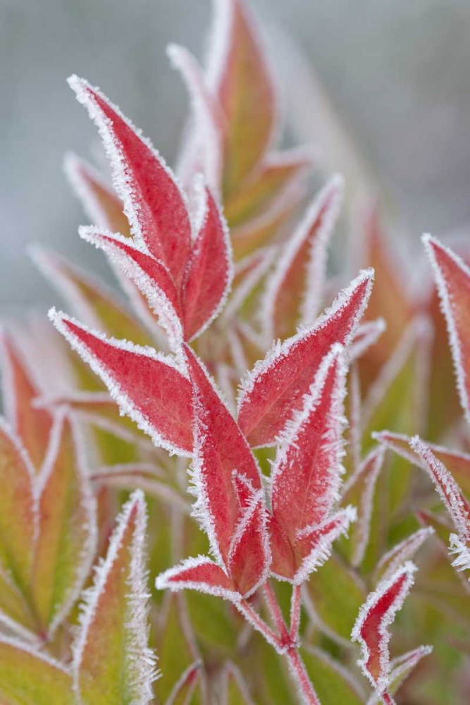 Washington, Seabeck Frost on fall foliage